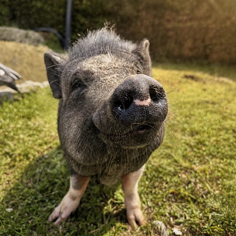 Mini pig de La Cumbre de los Molinos en una zona verde.